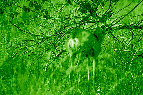 White Tailed Deer Looking Backwards Atop Grassy Pasture (Green Shade Photo)
