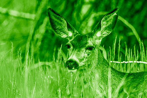White Tailed Deer Sitting Among Tall Grass (Green Shade Photo)