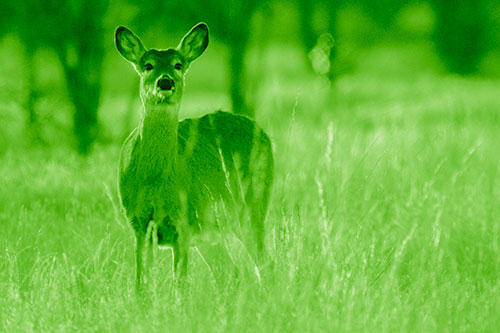 White Tailed Deer Watches With Anticipation (Green Shade Photo)