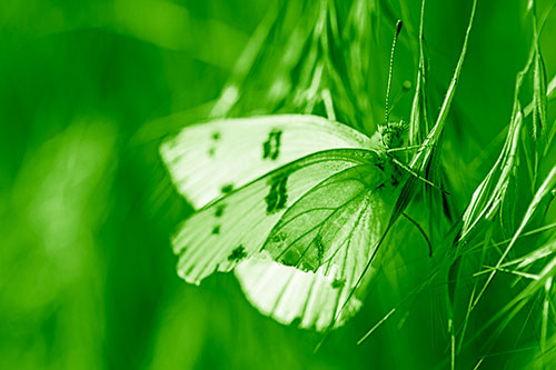 White Winged Butterfly Clings Grass Blades (Green Shade Photo)