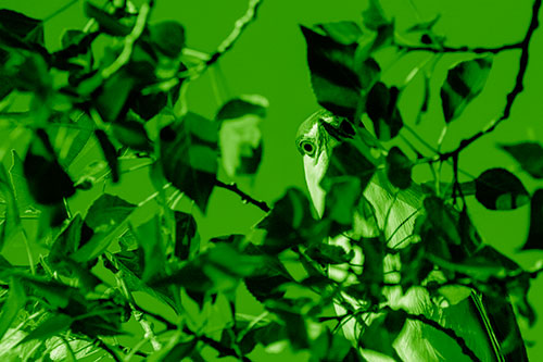 Wide Eyed Black Crowned Night Heron Looking Down From Tree Branch (Green Shade)