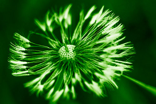 Wind Blowing Partial Puffed Dandelion (Green Shade Photo)