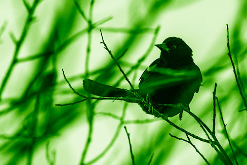 Wind Gust Blows Red Winged Blackbird Atop Tree Branch (Green Shade Photo)