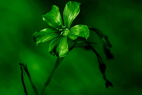 Wind Shaking Flax Flower (Green Shade Photo)