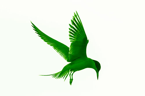 Wing Flapping Tern Eying For Fish Below (Green Shade)