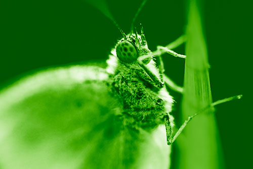 Wood White Butterfly Hugs Grass Blade (Green Shade Photo)