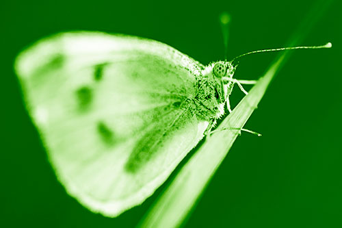 Wood White Butterfly Perched Atop Grass Blade (Green Shade Photo)