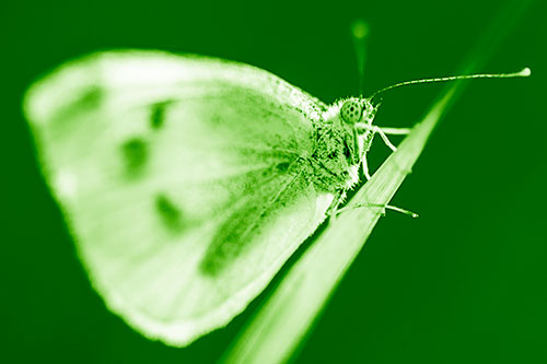 Wood White Butterfly Perched Atop Grass Blade (Green Shade)