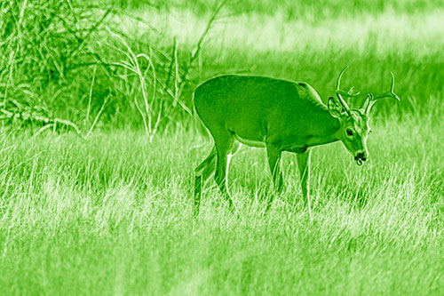 Yawning White Tailed Deer Wanders Among Grass Prairie (Green Shade)