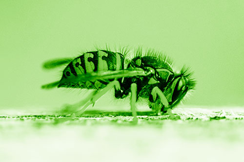 Yellowjacket Wasp Chewing Wood (Green Shade)