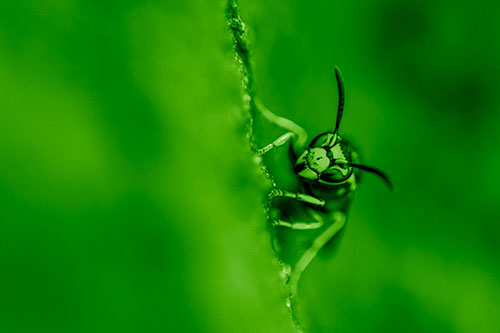 Yellowjacket Wasp Crawling Rock Vertically (Green Shade Photo)