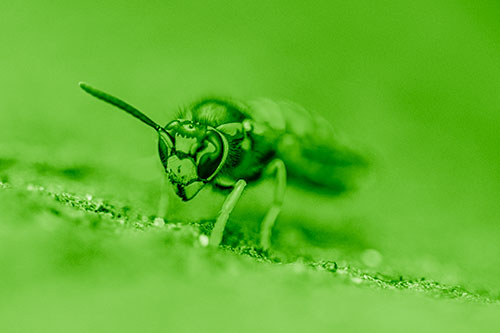 Yellowjacket Wasp Prepares For Flight (Green Shade Photo)