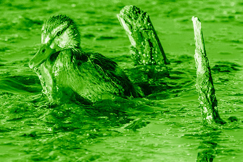 Young Mallard Duckling Playing Among Algae (Green Shade)