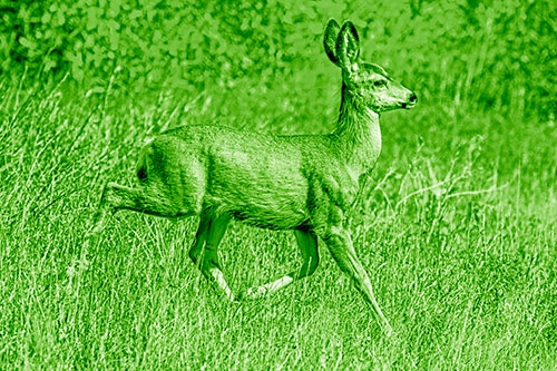 Young Mule Deer Galloping Across Grassland (Green Shade)