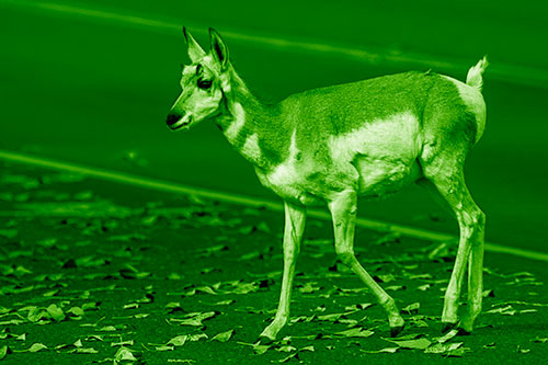 Young Pronghorn Crosses Leaf Covered Road (Green Shade Photo)