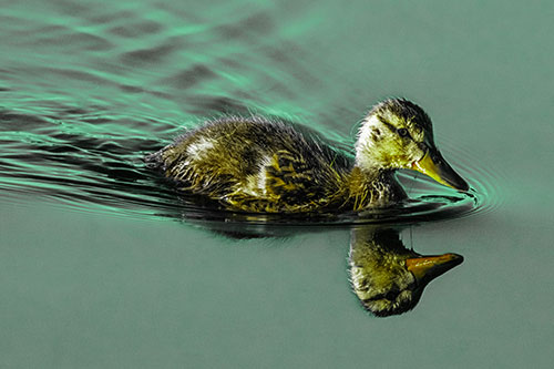 Aging Mallard Duckling Swimming Through Calm Water (Green Tint)