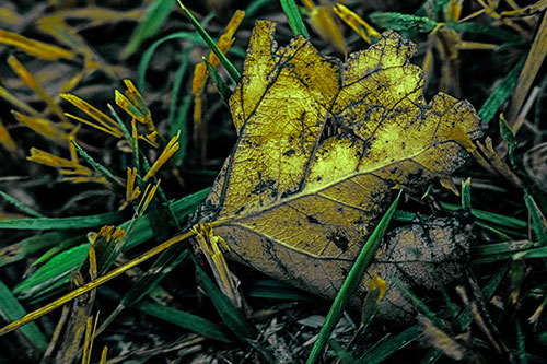 Agony Decaying Leaf Face Suffering Among Grass Blades (Green Tint)