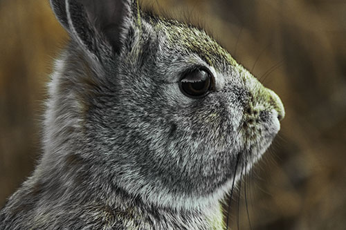 Alert Bunny Rabbit Detects Noise (Green Tint)