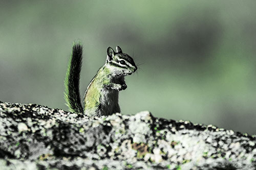 Alert Chipmunk Extending Tail Upwards (Green Tint Photo)