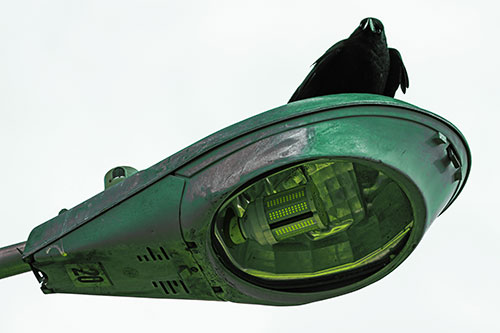 Alert Crow Keeping Watch Atop Light Pole (Green Tint Photo)