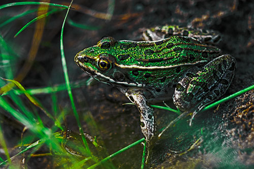 Alert Leopard Frog Prepares To Pounce (Green Tint Photo)
