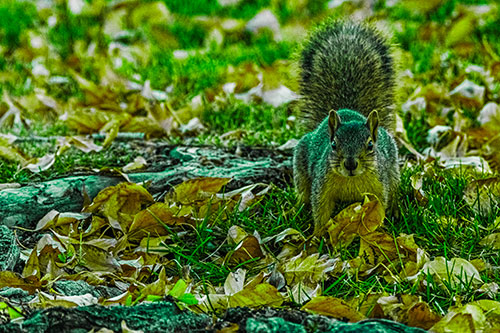 Alert Squirrel Freezes Among Fall Leaves (Green Tint)