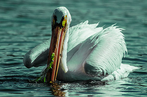 Algae Beaked Pelican Fishes For Salamanders (Green Tint)