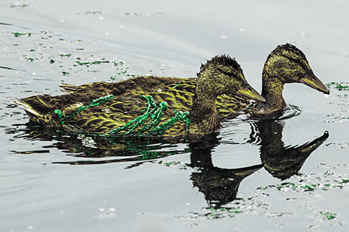 Algae Coated Female Mallard Ducks Swimming In Unison (Green Tint Photo)