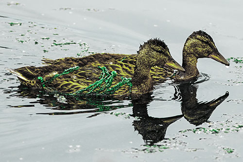 Algae Coated Female Mallard Ducks Swimming In Unison (Green Tint)
