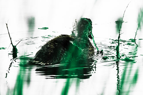 Algae Covered Loch Ness Mallard Monster Duck (Green Tint Photo)