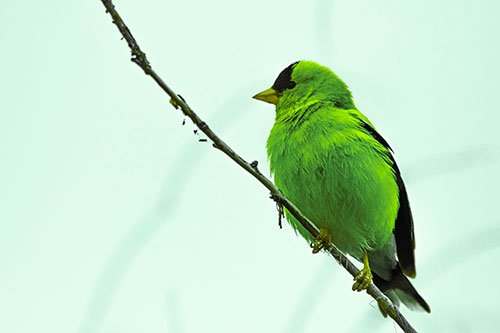 American Goldfinch Perched Along Slanted Branch (Green Tint Photo)