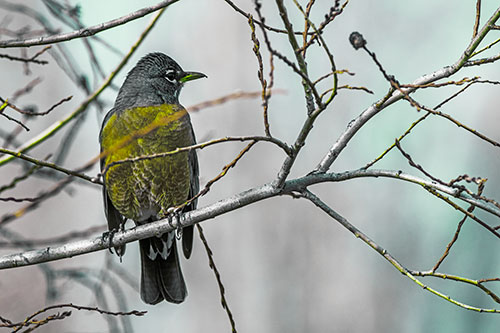 American Robin Looking Sideways Among Twisting Tree Branches (Green Tint)