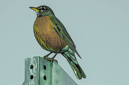 American Robin Perched Atop Metal Sign (Green Tint Photo)