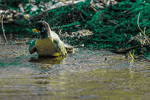American Robin Splashing River Water (Green Tint Photo)