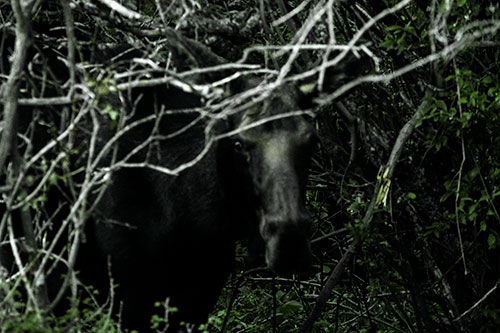 Angry Faced Moose Behind Tree Branches (Green Tint Photo)