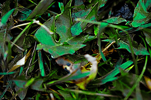 Angry Rotting Triangular Leaf Face (Green Tint)