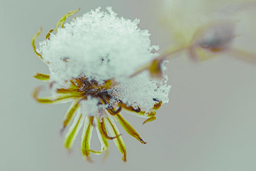 Angry Snow Faced Aster Screaming Among Cold (Green Tint Photo)