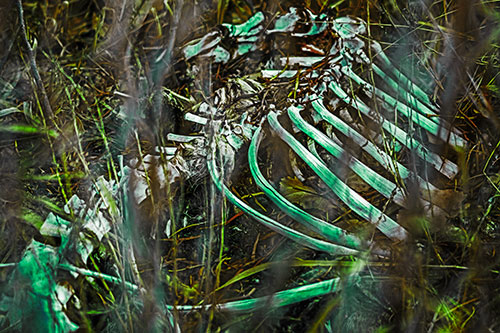 Animal Skeleton Remains Resting Beyond Plants (Green Tint Photo)