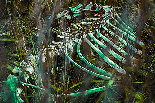 Animal Skeleton Remains Resting Beyond Plants (Green Tint)