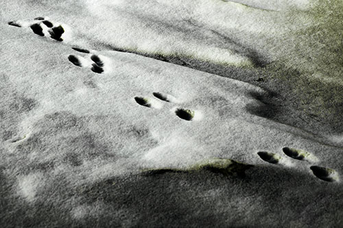 Animal Snow Footprint Trail (Green Tint Photo)
