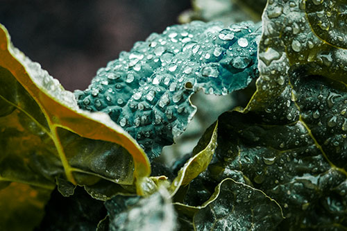 Arching Leaf Water Droplets (Green Tint Photo)