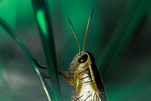 Arm Resting Grasshopper Watches Surroundings (Green Tint Photo)