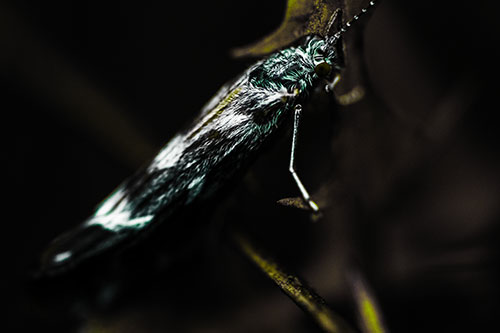 Arm Resting Leaf Blotch Miner Moth (Green Tint Photo)