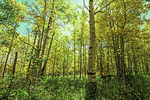 Aspen Trees Illuminate Among Sunshine (Green Tint)