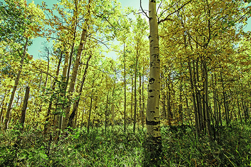 Aspen Trees Illuminate Among Sunshine (Green Tint Photo)