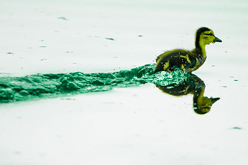 Baby Mallard Duckling Running Across Lake Water (Green Tint Photo)