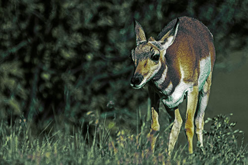 Baby Pronghorn Feasts Among Grass (Green Tint Photo)