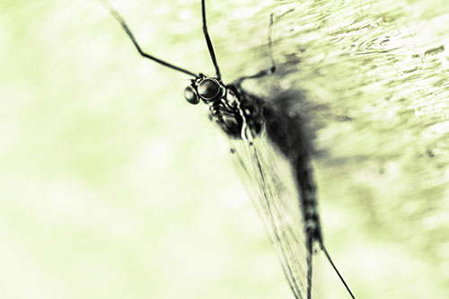 Back Bending Big Eyed Mayfly Resting (Green Tint Photo)