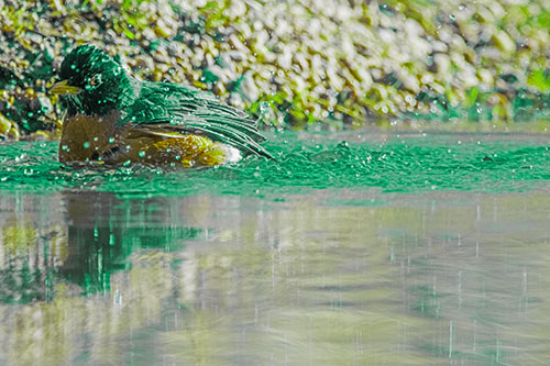 Bathing American Robin Splashing Water Along Shoreline (Green Tint Photo)