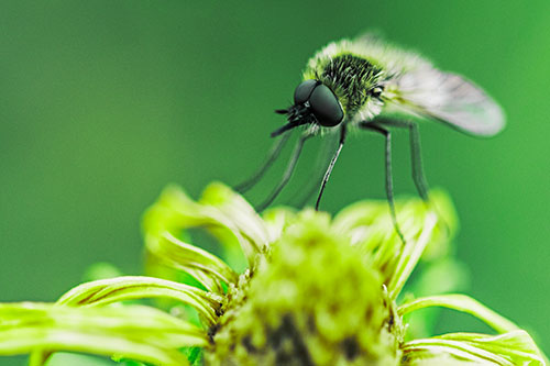 Bee Fly Standing Atop Gumplant Petals (Green Tint)